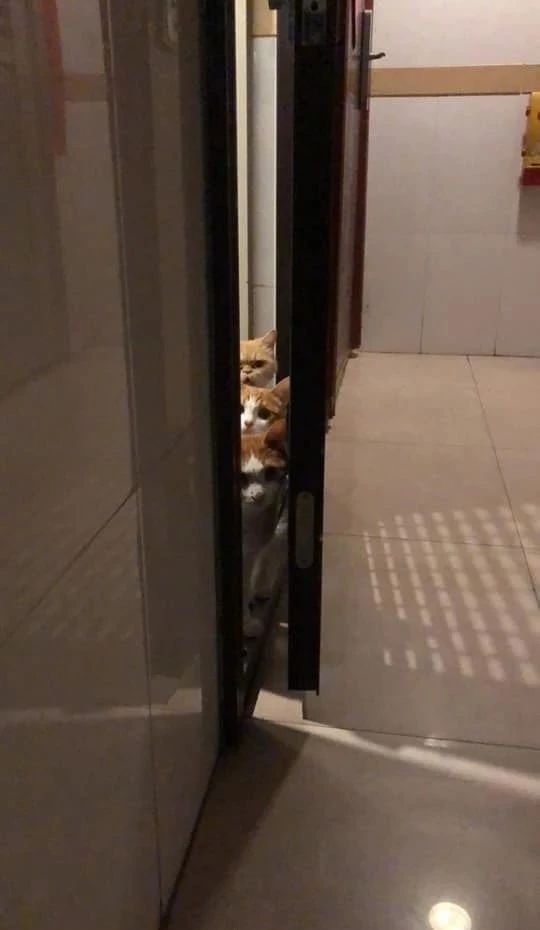 来自喵星人的死亡凝视你经历过被猫监视的恐惧吗