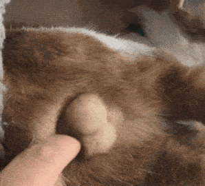 近距离猫蛋蛋极致诱惑,未满18岁禁看!