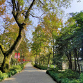路过，看叶子的季节，去这里逛逛，绝不会后悔，且近_图5