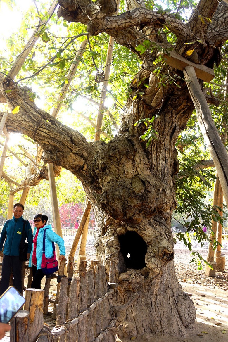 千年核桃王公园