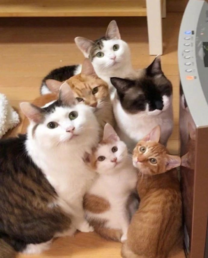 一开暖器就被猫团团包围,有的猫来晚了,没位置,直接发飙了!
