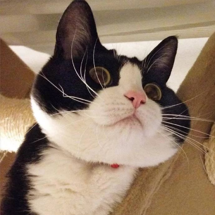 这只奶牛猫因为表情过于憨憨,火遍全网!