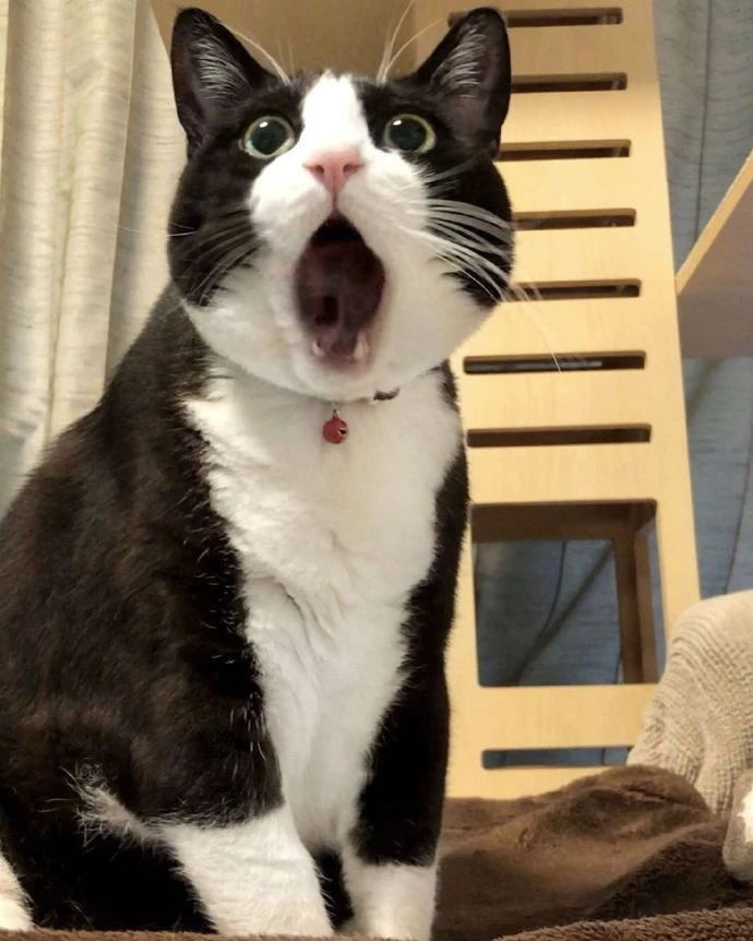 这只奶牛猫因为表情过于憨憨,火遍全网!