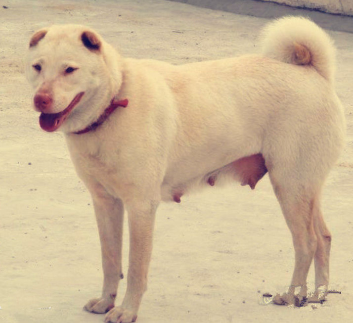 这40种"土狗",其实都是超酷的品种犬!