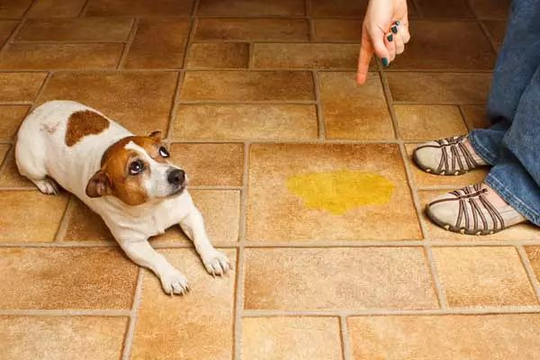 狗狗乱拉乱尿太奔溃,训犬师教你解决!幼犬成年犬都能学会!