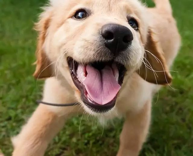 狗狗卖萌的绝技,对着主人眨眼,这个动作是想要表达什么?