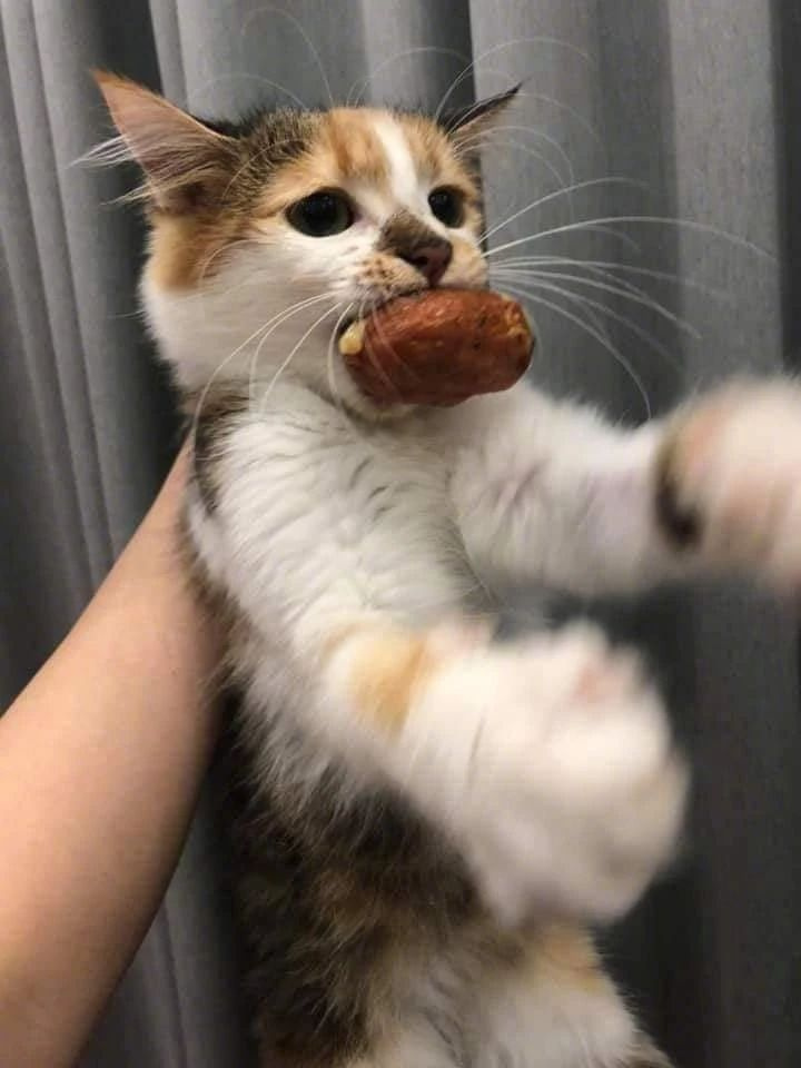 铲屎官记录下了自家猫偷吃过的东西,最后一个过分了!