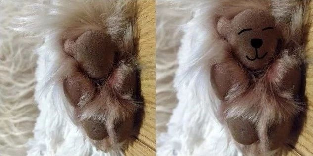 铲屎官在狗狗的脚掌上发现了一只小考拉,网友惊了:我家也有!