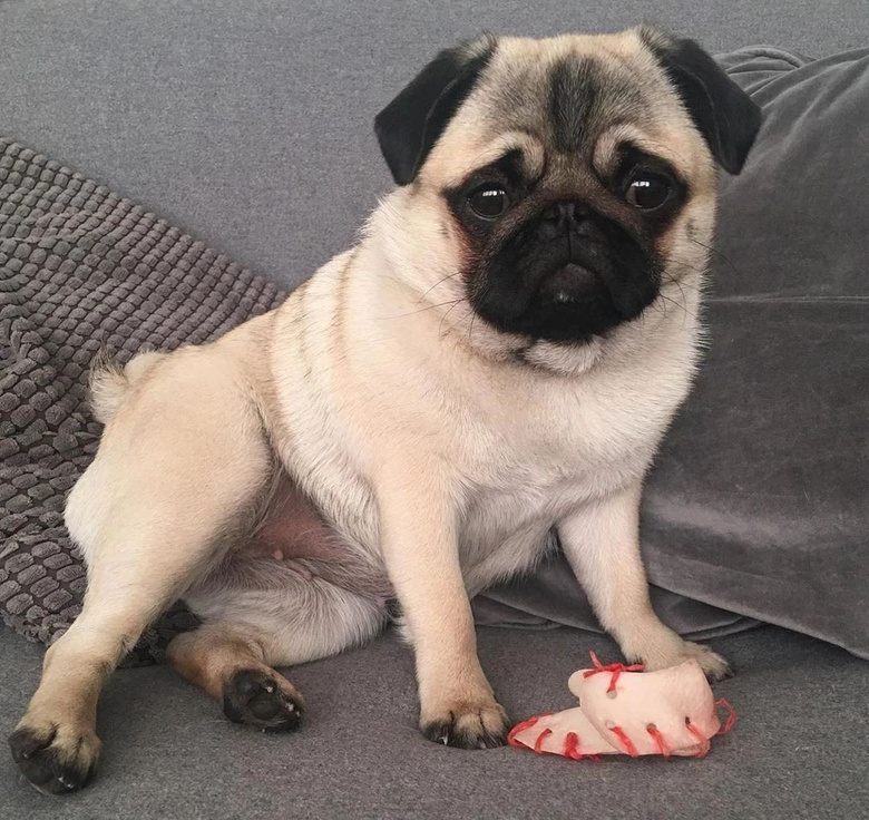 那些小时候萌哭的狗狗,长大后竟然