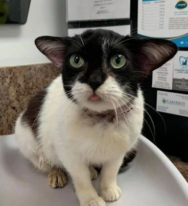 网友救了一只长得像猫的流浪狗,结果医生说,明明就是猫!