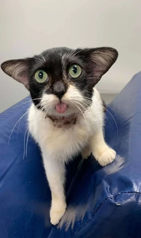 网友救了一只长得像猫的流浪狗,结果医生说,明明就是猫!