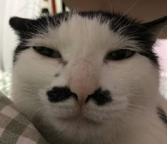 "崩溃!我家猫长得越来越像人了,这可咋办啊?