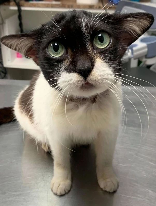 网友救了一只长得像猫的流浪狗,结果医生说,明明就是猫!