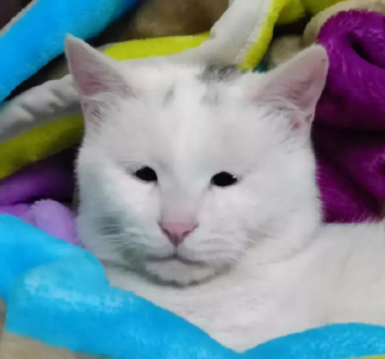 "崩溃!我家猫长得越来越像人了,这可咋办啊?