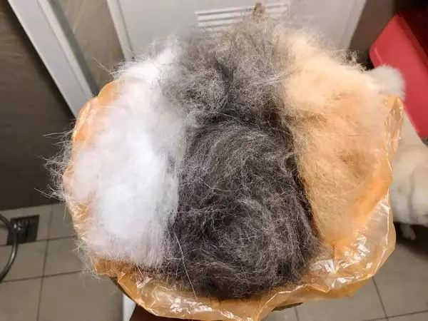 养四只狗是怎样的体验,花五个小时洗狗,弄出三大团狗毛