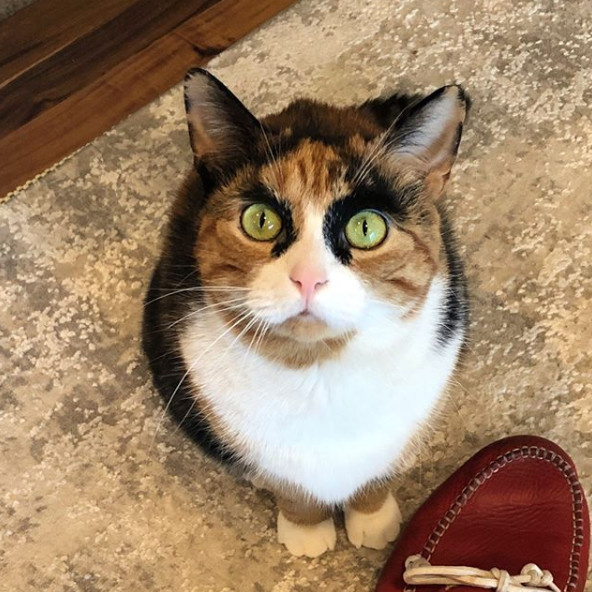 三花猫天生拥有特殊花纹,就是这对浓黑眉毛太出戏了,笑屎!