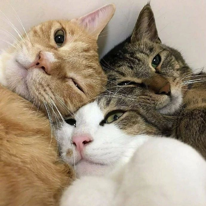 三人头像猫图片