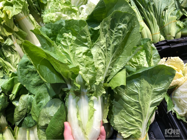 不是所有的綠葉菜都叫青菜啊,到今天才知道還有這么多品種!