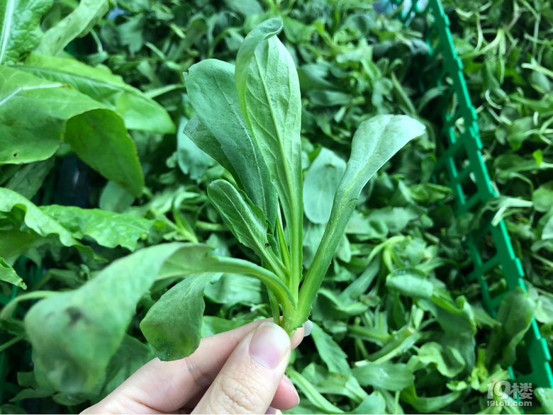 不是所有的綠葉菜都叫青菜啊,到今天才知道還有這么多品種!