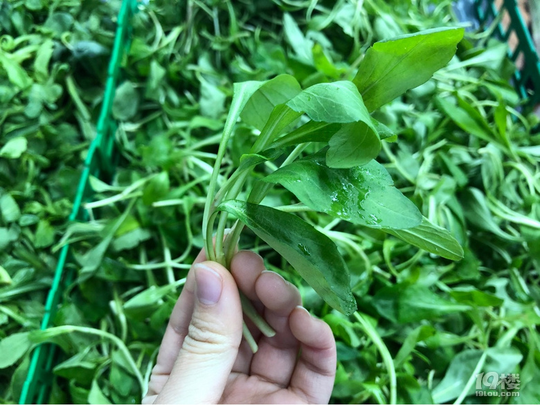 不是所有的綠葉菜都叫青菜啊,到今天才知道還有這么多品種!