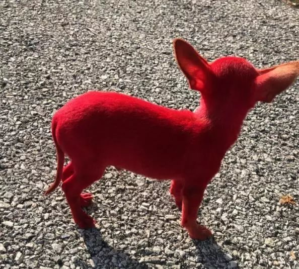 给狗狗惹成红色迎新年?大可不必!