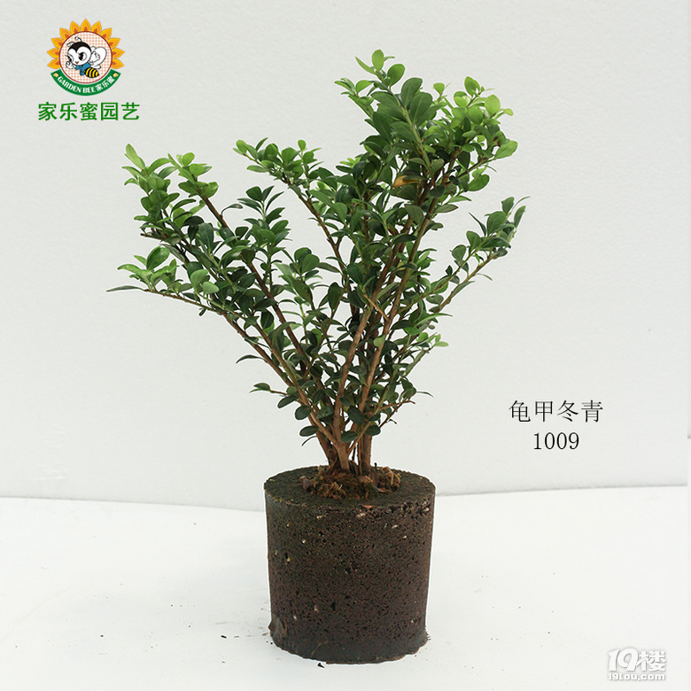 黑綿土綠植龜甲冬青