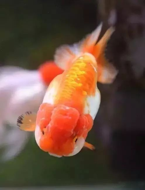 百条金鱼; 好事连连,寿与天齐; 招财进宝,春风得意; 生活幸福,吉祥