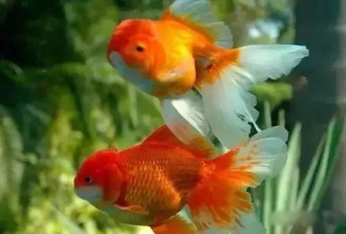 今日元旦,送大家100条金鱼!祝大家金"鱼"满堂,年年有余!