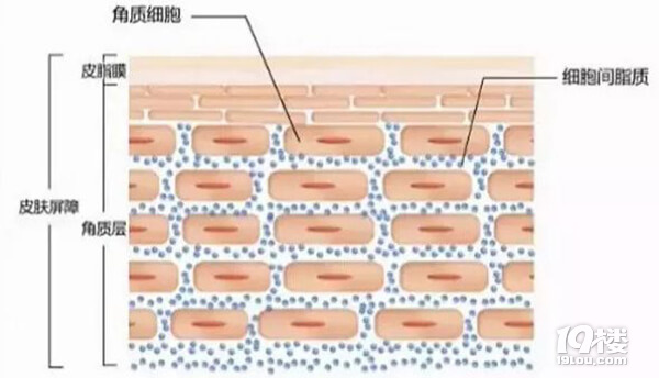 保证肌肤屏障稳定，是护肤的头等大事