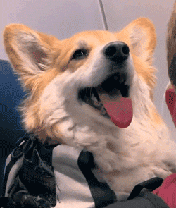 二哈每天搭地铁上班困成狗……简直萌死人啦!