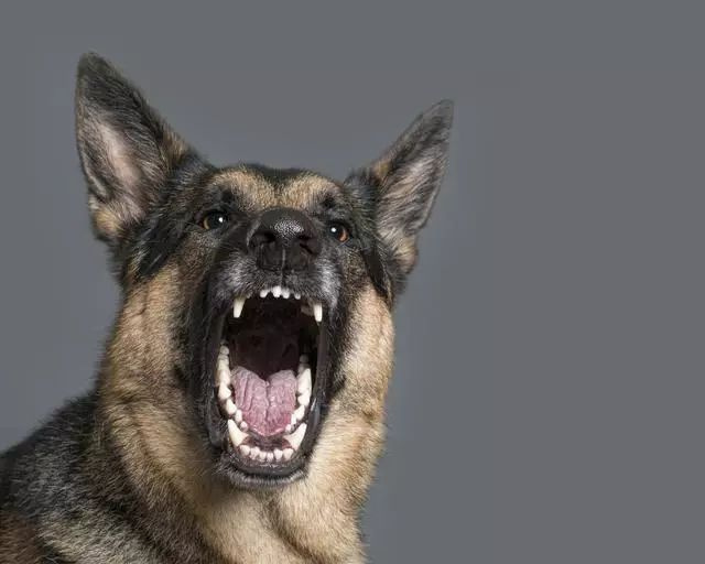 夜里总能享受狗吠交响曲?狗狗吠叫并非无理由!几招解决扰民问题