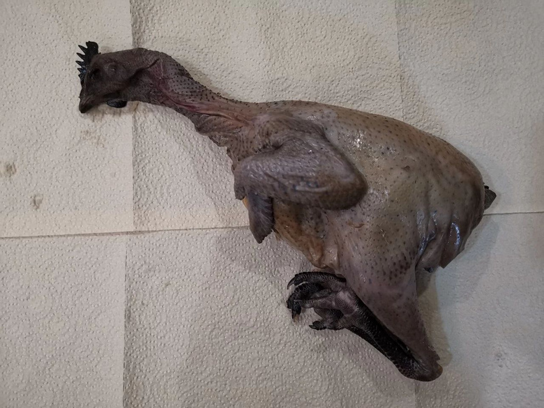 鼠年不一般!抓老鼠的草原老母鸡,炖汤补一补