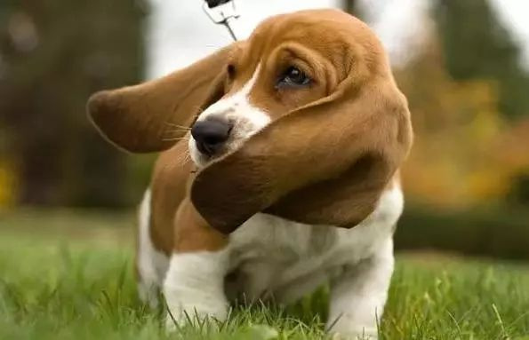 有阴阳眼的狗狗,能看到灵异生物,所以对着空气一直叫?