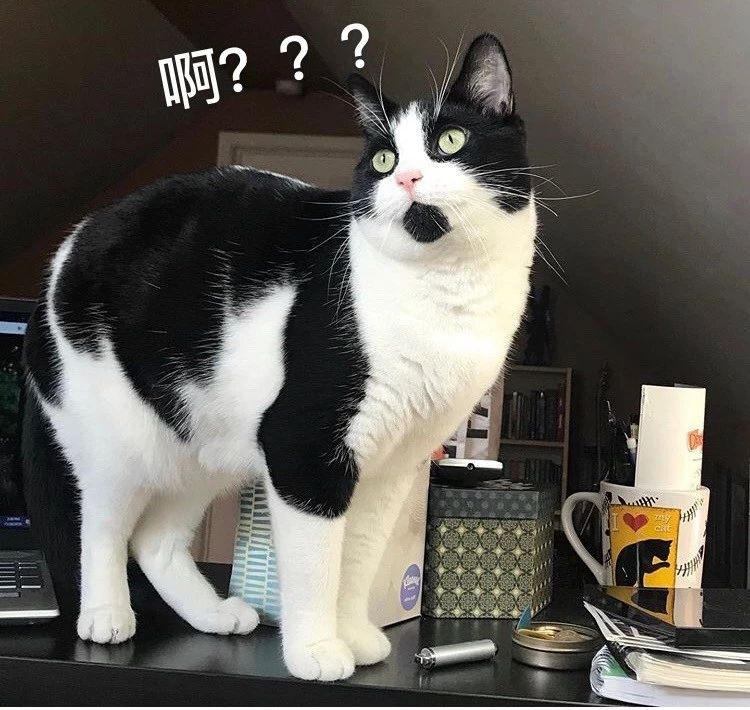 铲屎官突然大声唱歌,猫咪一脸懵逼…表情笑屎!