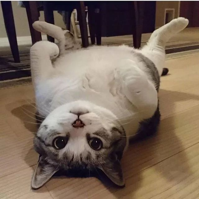 喵咪瘫,喵咪瘫,喵咪瘫起来敲可爱