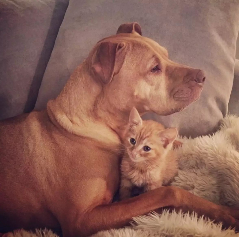 比起宠老婆,你连狗都不如!