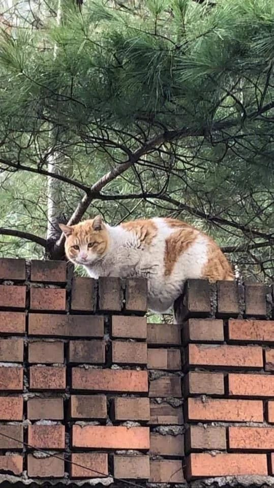 网友拍到一只橘白猫趴在围墙上,就是趴的位置有点奇妙!