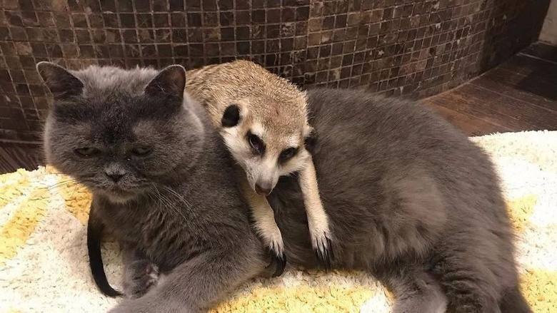 杭州19樓 家有寵物 吸貓 從動物園裡救出的貓鼬,帶.15