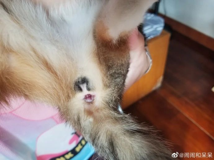 网友家的猫不小心摔了一跤,结果把肛门摔裂了