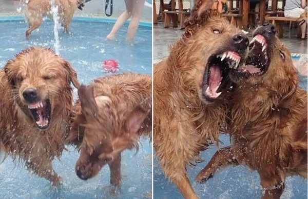 台湾网友去武汉的前一夜,护照被金毛撕碎了!-撸狗-杭州19楼