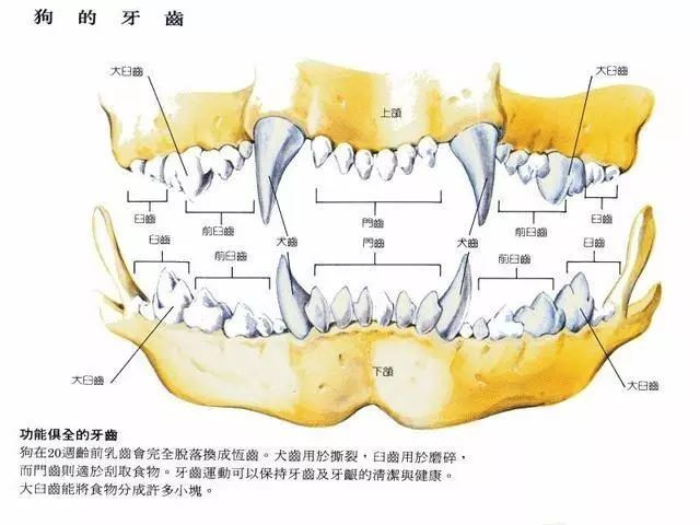 小狗怎么分公母图片