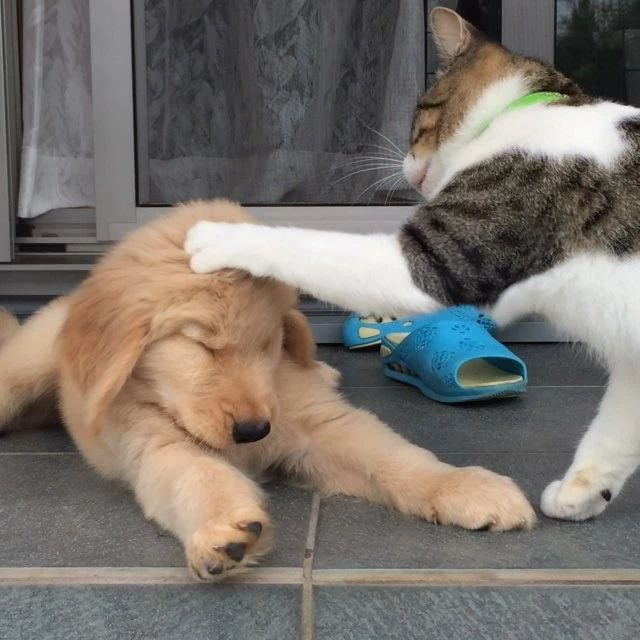 新养的金毛小时候经常被猫欺负,而现在长大后!