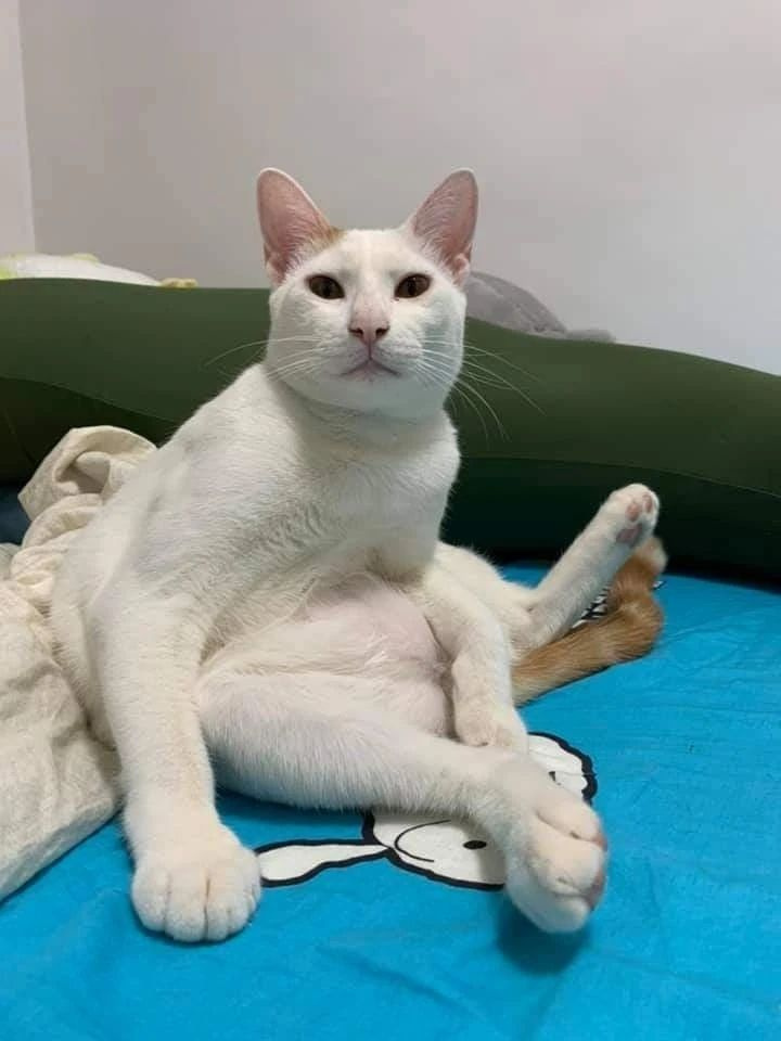 瘦弱小浪猫几个月后变身肌肉壮汉,主人惊呼这是世纪骗案!