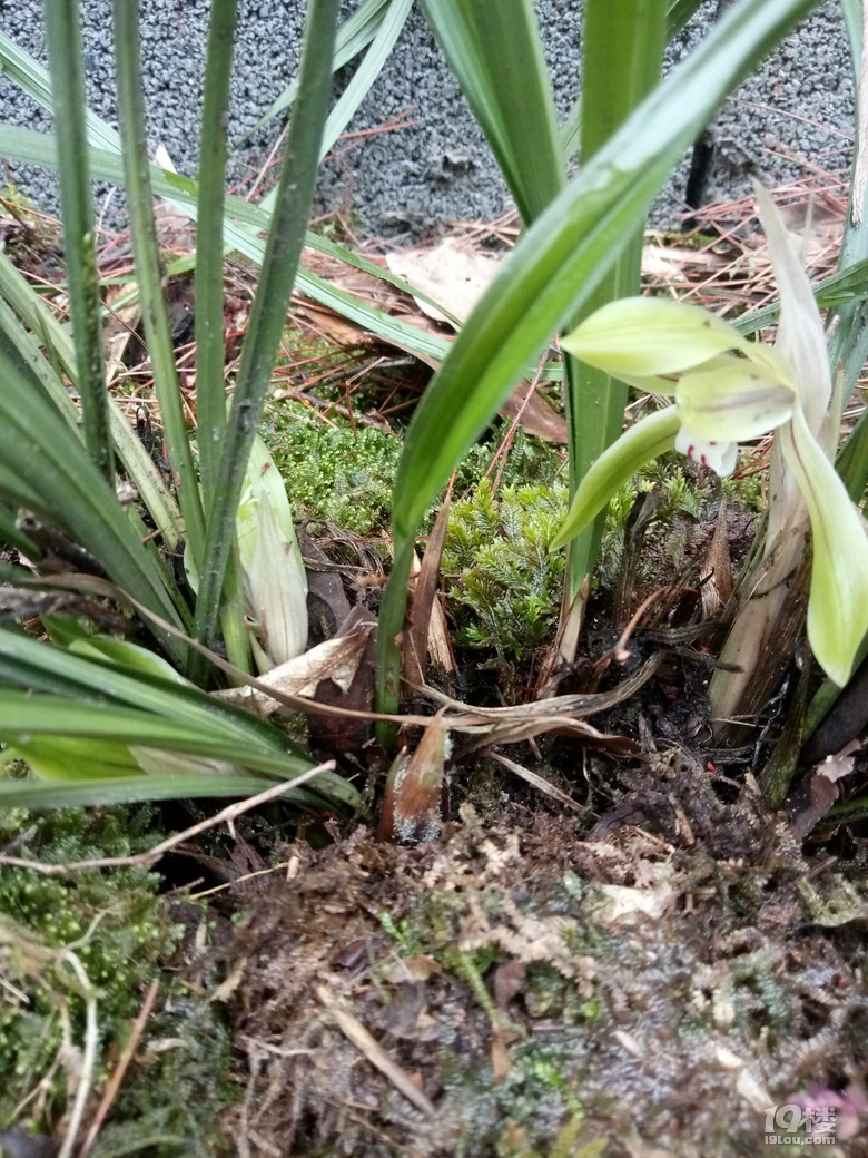 兰花待春风,深林含芳馨