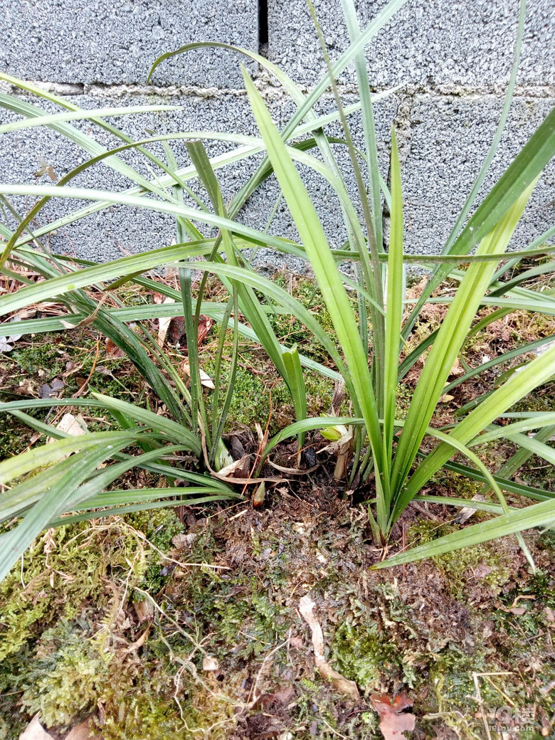 兰花待春风,深林含芳馨