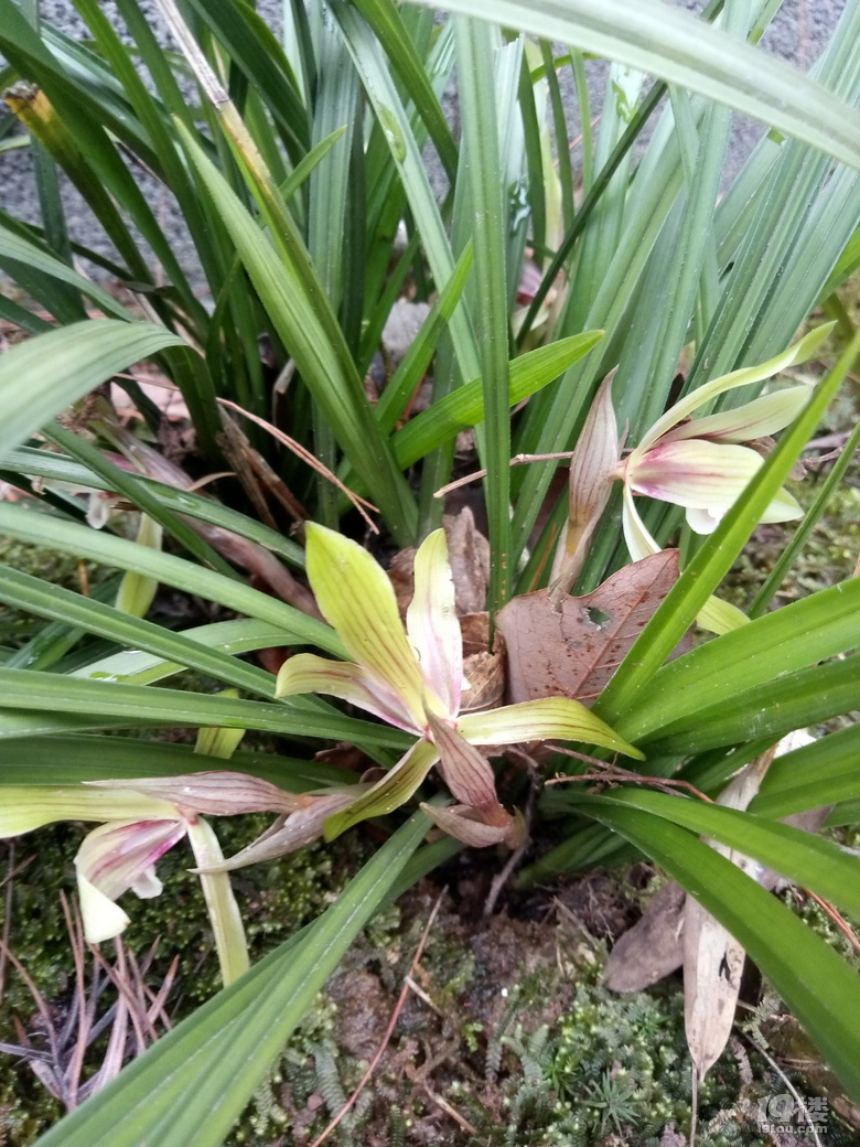 兰花待春风,深林含芳馨