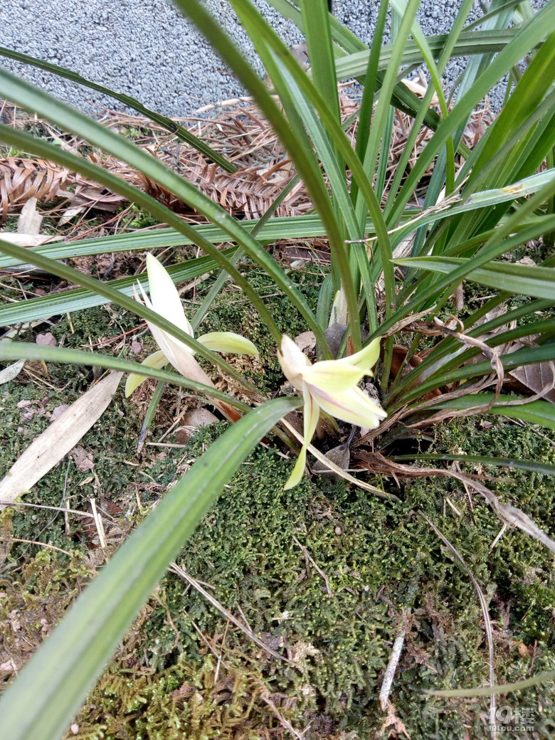 兰花待春风,深林含芳馨