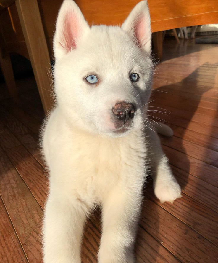 因为颜值高网友养了一只纯白雪哈但是看完它长大后的样子