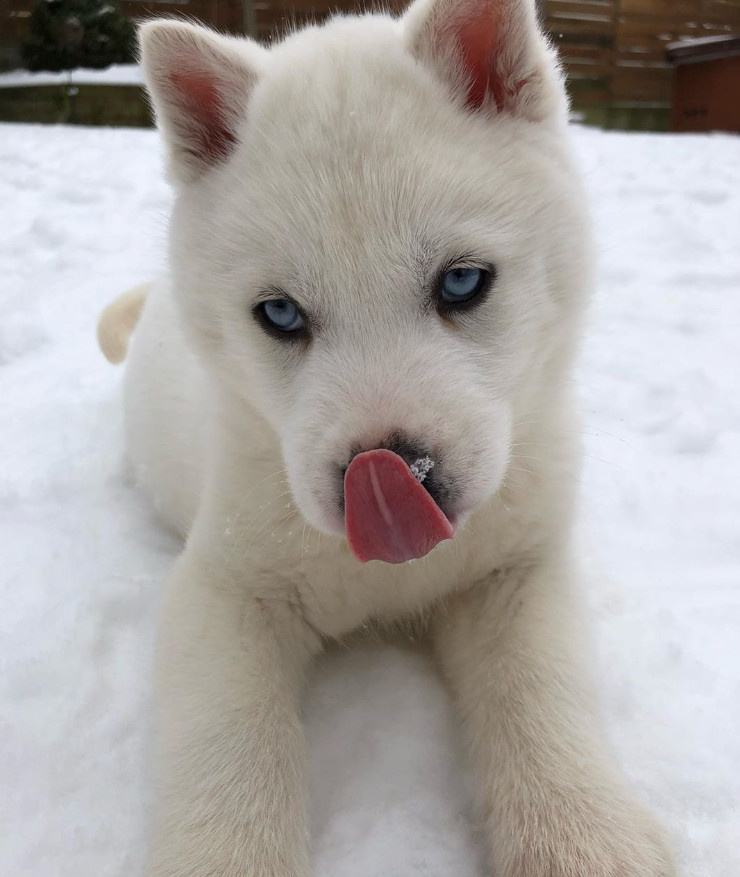 因为颜值高网友养了一只纯白雪哈但是看完它长大后的样子