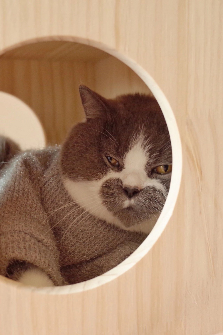 网友家的渣猫,全身上下都在说爱你!